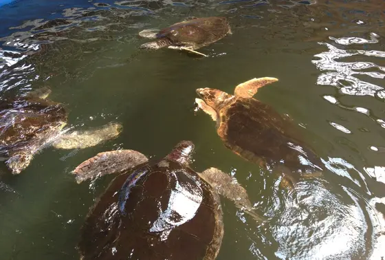 ウミガメ公園②