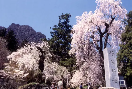しだれ桜もりっぱな咲きっぷり