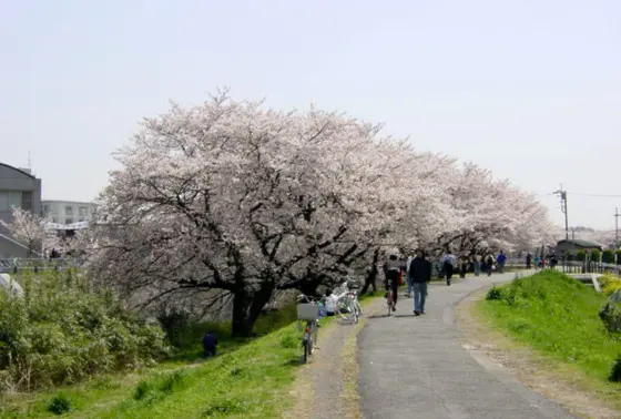 桜