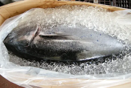 生本マグロ解体ショー