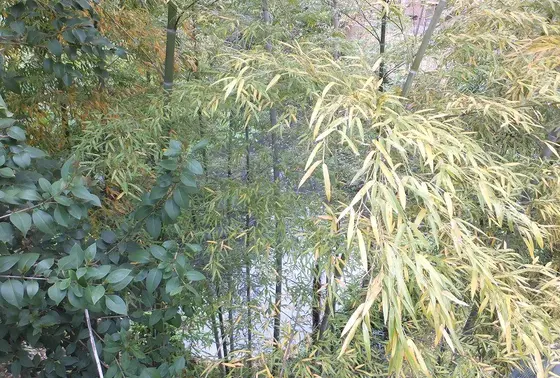 がま池