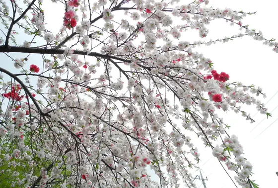桜が満開でした