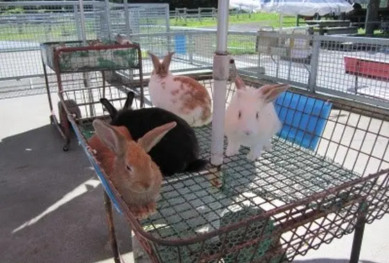 とっても可愛い小動物コーナー