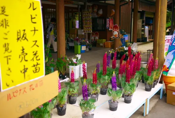 ルピナス販売