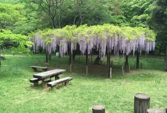 藤の花を独り占めできるベンチ