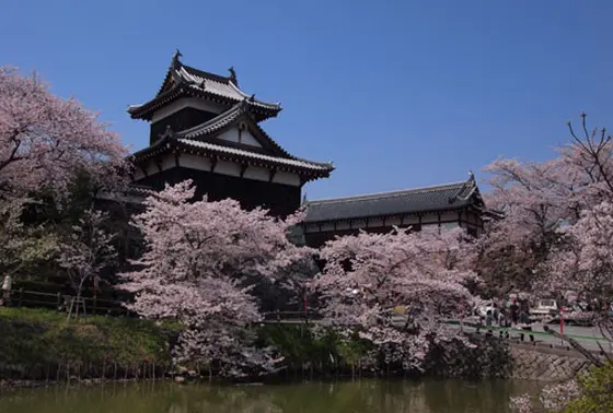 桜の名所です。