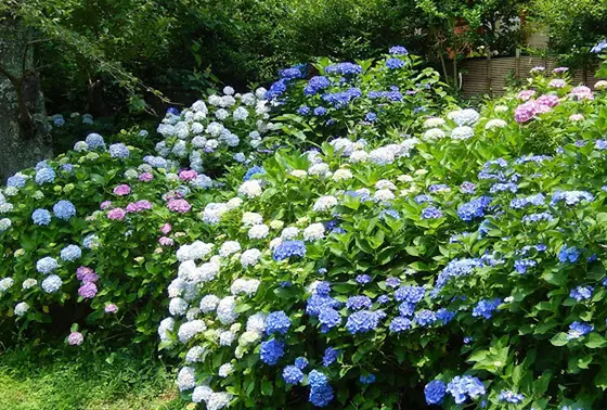 紫陽花〜