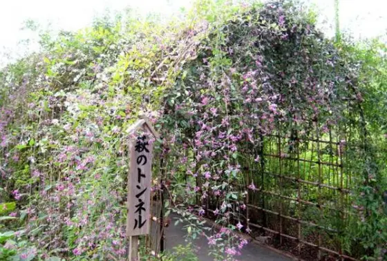 萩のトンネル