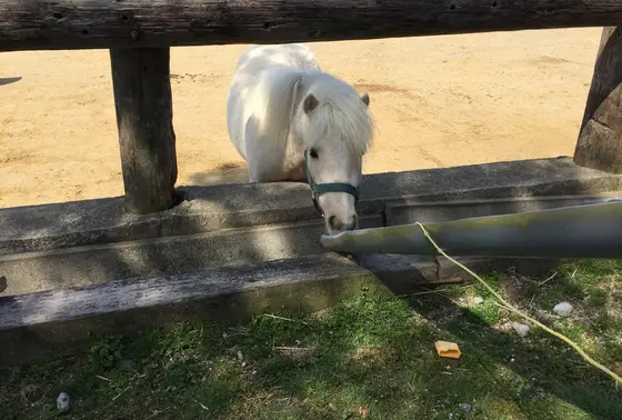 エサやり体験