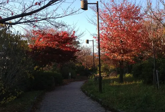 ニューリバー公園・秋