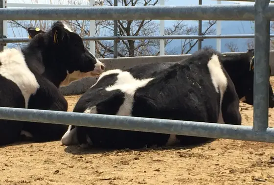 大野山牧場の仔牛