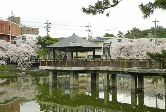 池の周囲は桜です