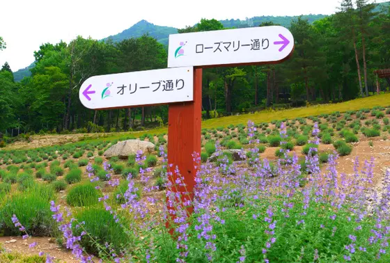 ラベンダーの種類も豊富