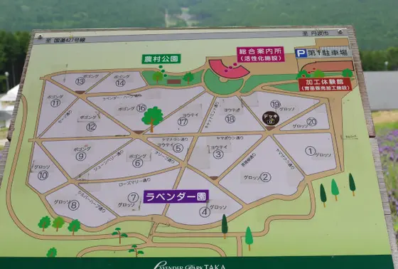 広い敷地のラベンダー畑