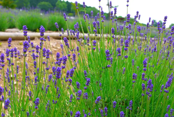 イングリッシュラベンダー