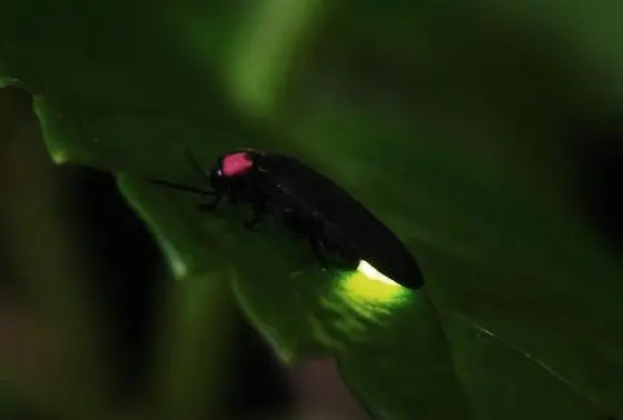 ホタルの光