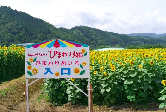 ひまわり畑の迷路