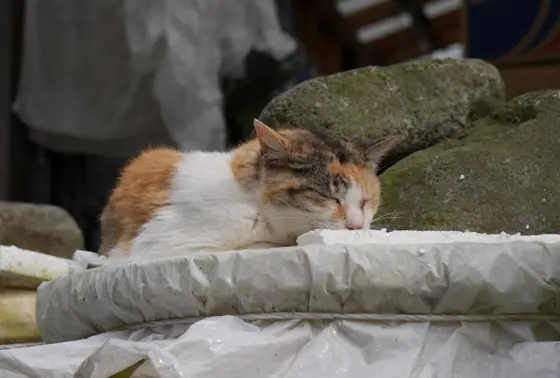 友情出演（松崎町のヌコタン）