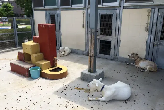 ヤギも！