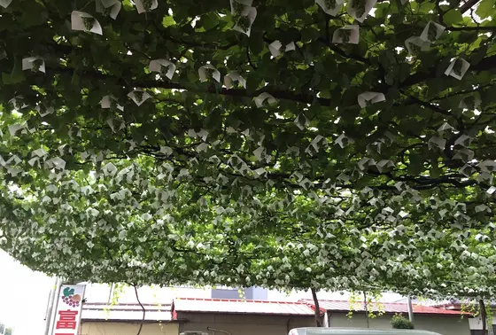ぶどう狩りもいいですね