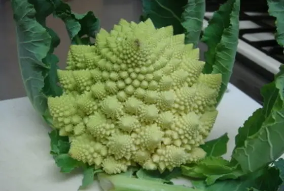 ロマネスコ（スパイラルカリフラワー）