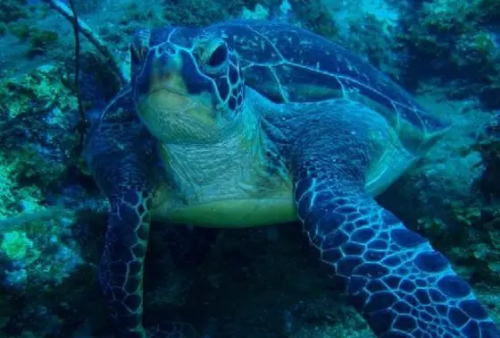 ウミガメ