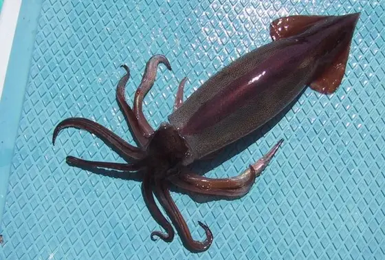 7~8月が本番！　スルメイカ！！