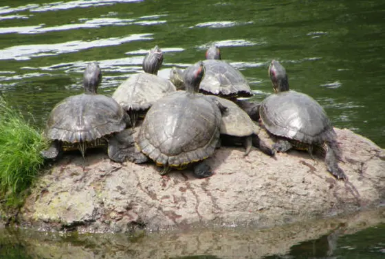 池には鷺や亀や鯉がたくさんいて、のんびりとした時間が流れています。