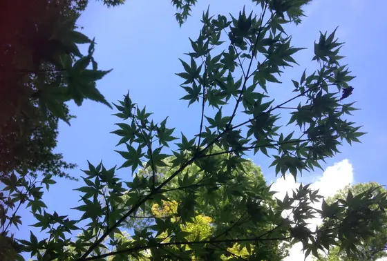 もみじ苑