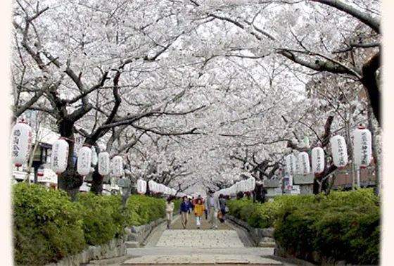 段葛（DANKAZURA）