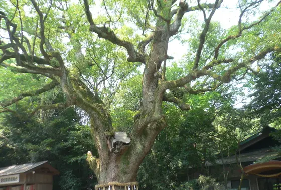 大楠