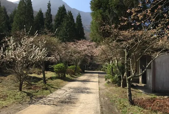 春はさくら秋は紅葉が美しい