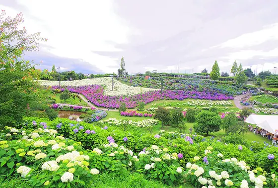 5月下旬〜アジサイ
