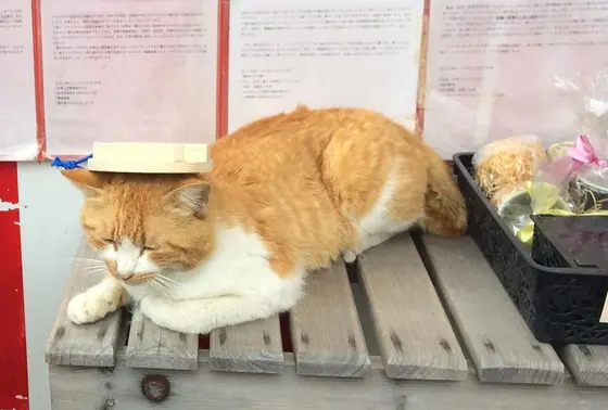 釜蓋神社売店・食堂