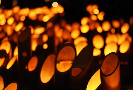 様々な竹が並んでいます