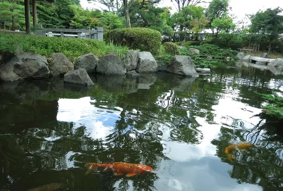 何故か豪華な鯉が。