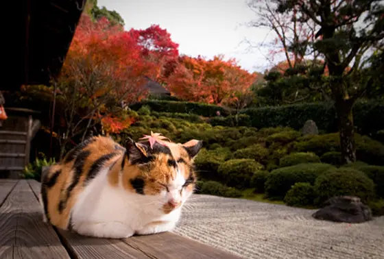 寺猫 ふくちゃん