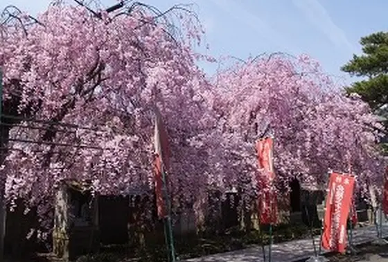 見事な枝垂れ桜のアーチ