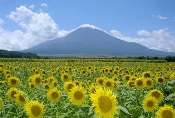 季節に応じたお花畑