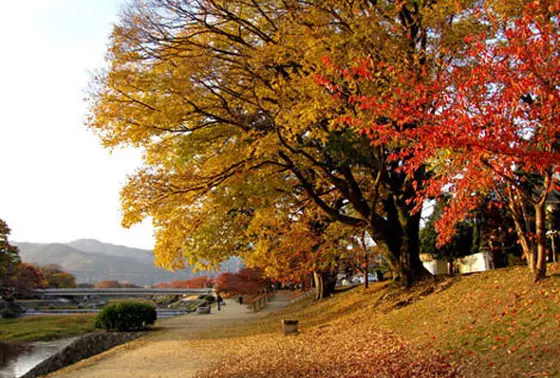 紅葉