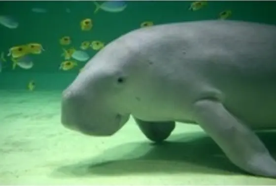 希少生物も いろいろ