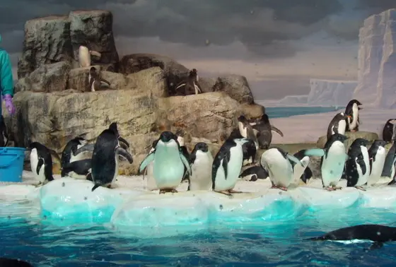 ペンギンが たくさん