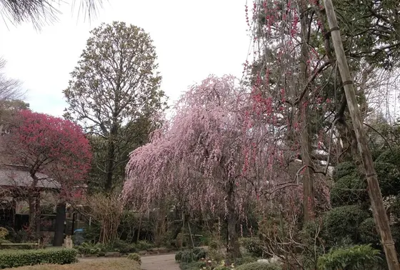 花の寺！