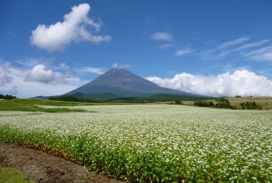 蕎麦の花