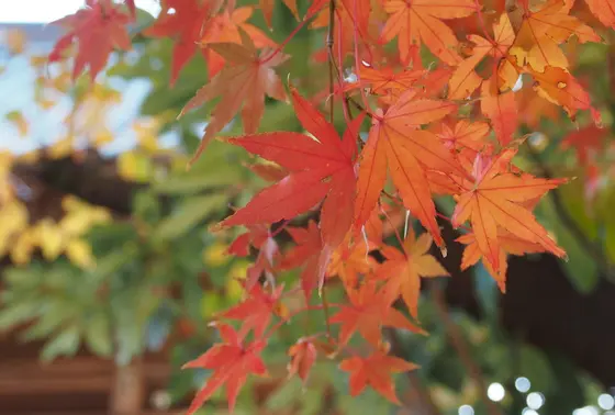 マッタリと紅葉鑑賞できます！