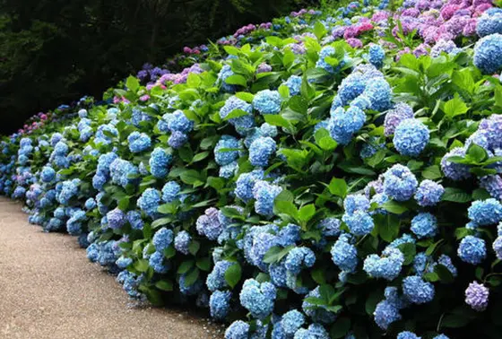 6月 紫陽花