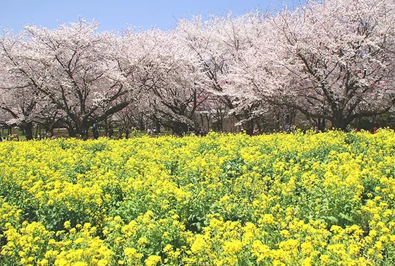 4月上旬
