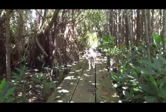 群生するオヒルギ