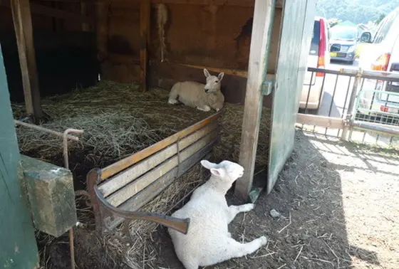 ヤギさんとのふれあい♪