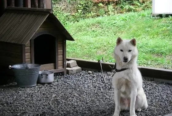 ランちゃん